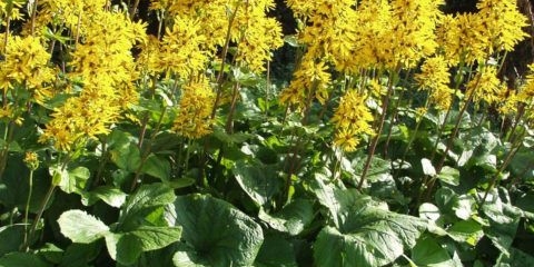 Buzulnik hessey: fotografija i opis